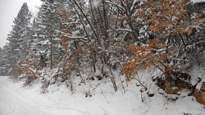 Cloudcroft Snow - December 5, 2011